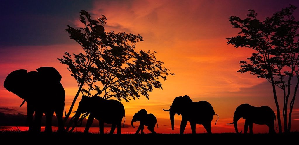 Discounted flights to South Africa or Kenya from Washington DC from $527 R/T
