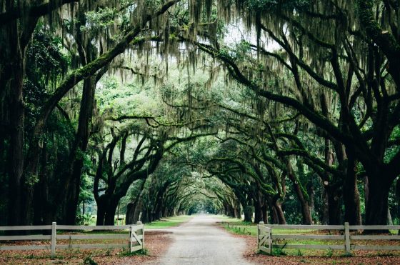 Delta nonstop flights between NYC and Savannah for $49 each way