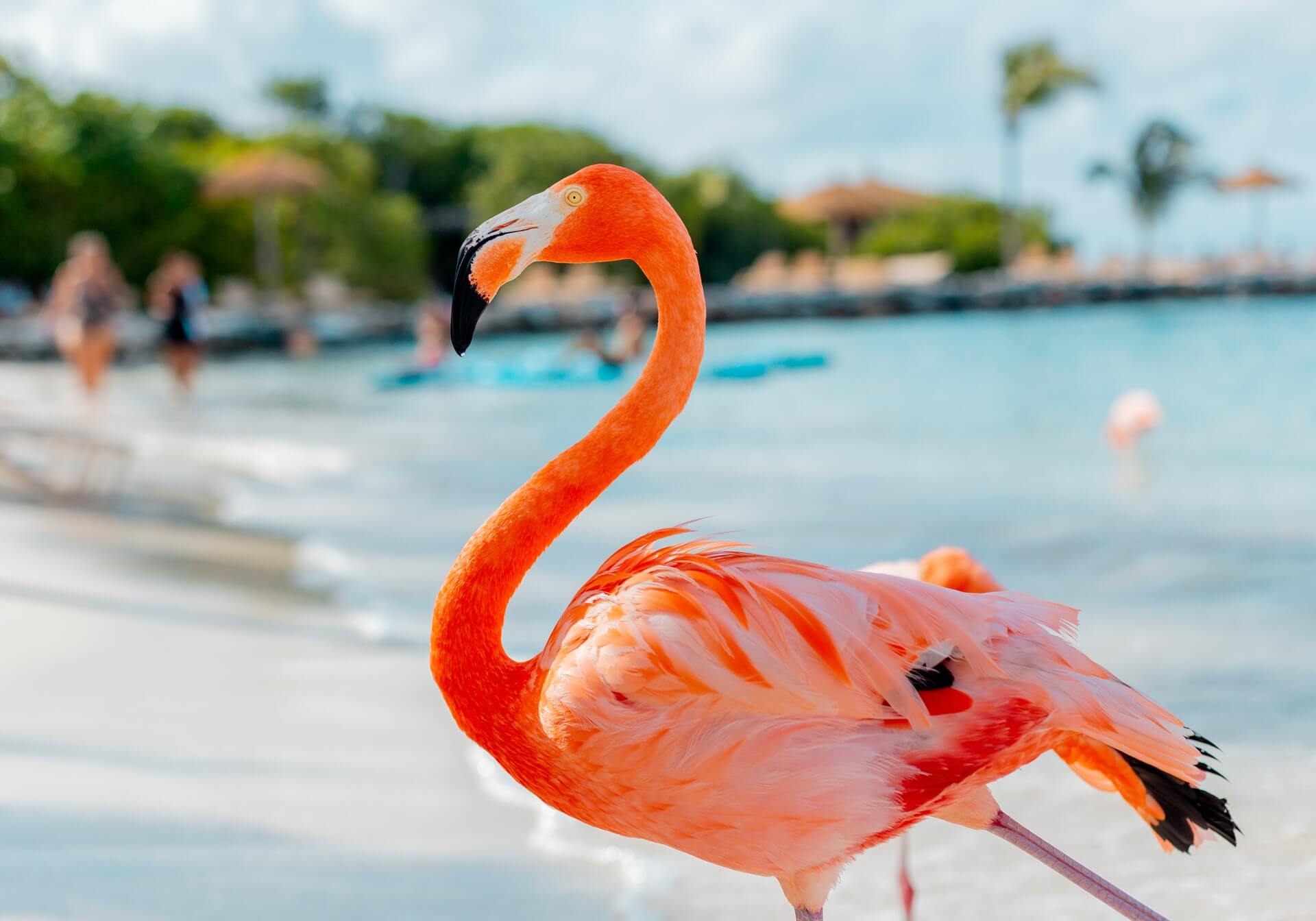 Nonstop flights to Aruba from 181 R/T (New York, Miami, Philadelphia